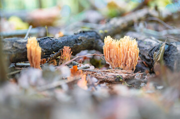 Champignons dans la forêt en automne — nature sauvage et couleurs de saison