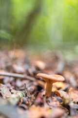 Champignons dans la forêt en automne — nature sauvage et couleurs de saison