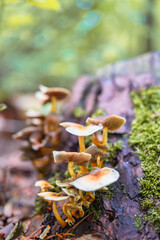 Colonie de champignons sauvages dans la forêt humide