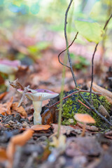 Champignons dans la forêt en automne — nature sauvage et couleurs de saison