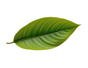 Vibrant Green Leaf Isolated on Transparent background for Natural Themes