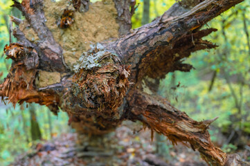 herbe, champ, automne, plein cadre, nature, paysage, rural, saison, prairie, campagne, v&eacute;g&eacute;tation, herbes, plein air, environnement, champ naturel