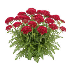 Achillea millefolium ‘Red Velvet’ — “deep red clustered flowers, feathery leaves, garden variety.” © Fahima