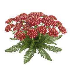 Achillea millefolium ‘Strawberry Seduction’ — “pink clustered flowers, garden ornamental.” © Fahima