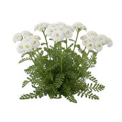  Achillea ptarmica ‘The Pearl’ — “white small clustered flowers, compact ornamental.” © Fahima