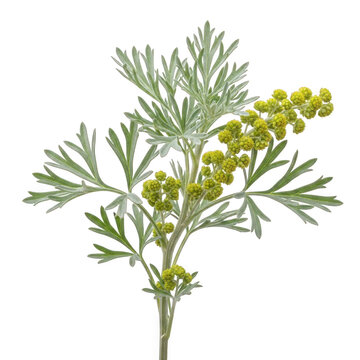 Artemisia absinthium (wormwood) &mdash; &ldquo;silvery foliage with tiny yellow-green blooms, aromatic herb.&rdquo;