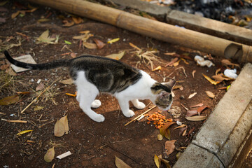 Stray white and tabby cat eating dry kibble scattered on the ground beside a curb. Outdoor setting with soil, fallen leaves, and natural daylight, side profile view.