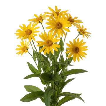 Arnica chamissonis &mdash; &ldquo;North American arnica with golden-yellow daisy blooms.&rdquo;
