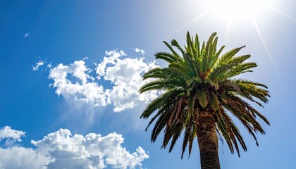 Palm tree against bright blue sky