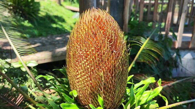 Banksia menziesii in the garden