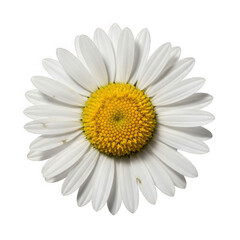 ellis sylvestris &mdash; &ldquo;wild daisy with white petals and golden center, woodland clearing.&rdquo;