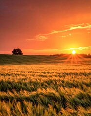 Golden field at sunset, tree silhouette