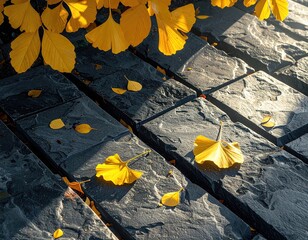Ginkgo leaves on stone path in sunlight