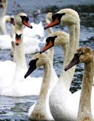 Obraz premium Swans swimming in a row