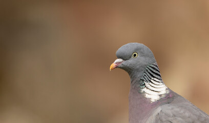 A detailed close-up portrait of a wood pigeon, showcasing iridescent neck feathers, sharp yellow eye, and smooth plumage.