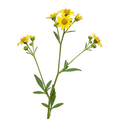 Fototapeta premium Bidens leptocephala — “slender-headed beggartick with delicate yellow blooms.”.