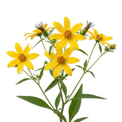 Bidens laevis — “smooth beggarticks, marsh-loving yellow flowers.”