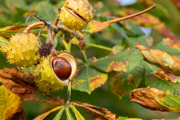 Horse-chestnuts on conker tree branch - Aesculus hippocastanum fruits in autumn.