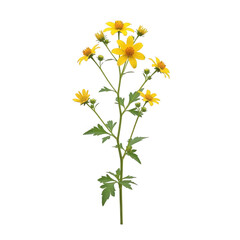 Bidens sandvicensis — “yellow Hawaiian wildflower, coastal species.”.