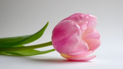 Fototapeta premium A beautiful, delicate, pink tulip flower in full bloom, showcasing soft, layered petals with subtle textures and gentle color gradients against a clean, simple, and bright background, emphasizing 