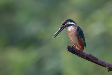Wildlife shot of Common kingfisher (Alcedo atthis)