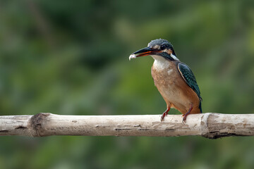 Wildlife shot of Common kingfisher (Alcedo atthis)