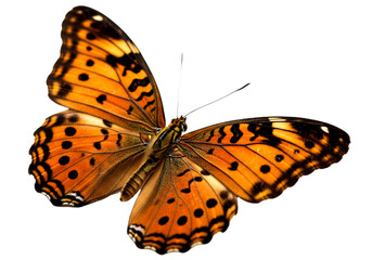 Obraz premium Butterfly with transparent png background