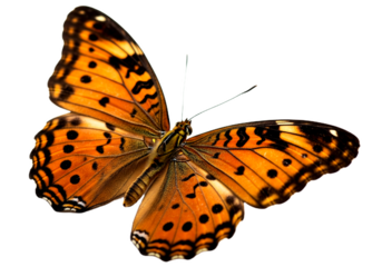 Butterfly with transparent png  background