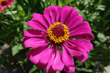 Macro of one fuchsia colored flower of semi double Zinnia elegans in mid July