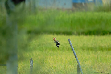 Common Hoopoe with Spread Wings Flying Over Farmland © Bhutan Japan Nature