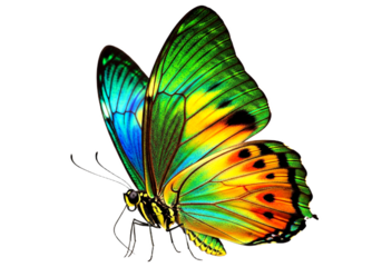 Butterfly with transparent png  background