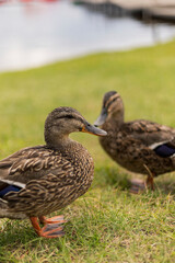 Two ducks are standing on a lush green lawn near a tranquil body of water. They appear calm and relaxed, enjoying the peaceful surroundings on a sunny day