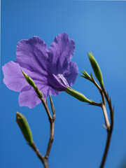 Purple Ruellia Flower Blooming Against Blue Sky