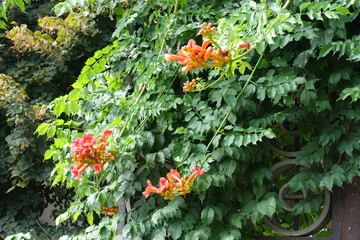 Lianas of Campsis radicans in bloom in August