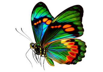 Butterfly with transparent png  background