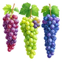 Obraz premium Three bunches of grapes in varying colors