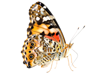 Butterfly with transparent png  background