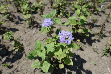 Pair of violet inflorescences of Ageratum houstonianum in July