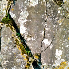 Cracked rock face with moss and lichen