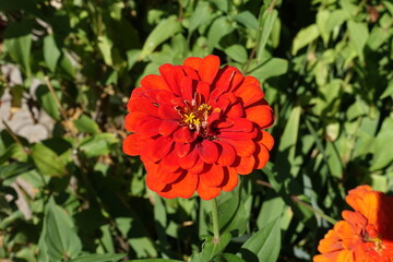 One double flower of red Zinnia elegans in August