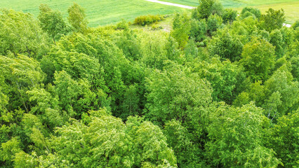 Naklejka premium Aerial view of farmland and forest trees
