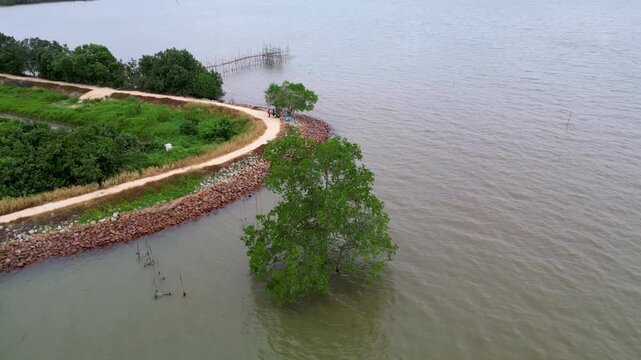 A tree is growing in the water. The water is green and murky. There are some rocks in the water. Aerial view Pantai Parit Hailam, Batu Pahat