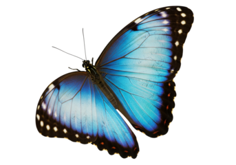Butterfly with transparent png  background