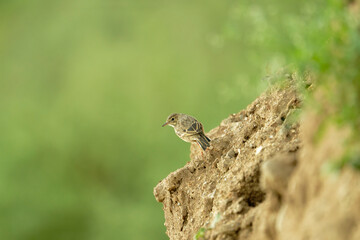 Small Bird Perched on Earthen Cliff with Green Background
