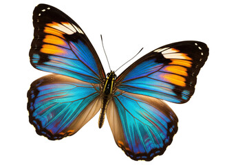Obraz premium Butterfly with transparent png background