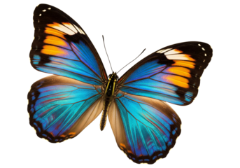 Butterfly with transparent png  background