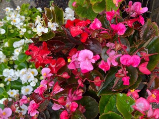 Closeup of Begonia cucullata flowers in full bloom on a rainy day. Ornamental garden flowers in bedding for seasonal design projects.