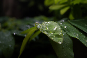 drops on a leaf after rain