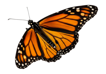 Butterfly with transparent png  background