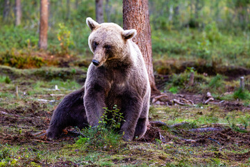 brown bear in the forest